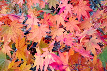 Acer shirasawanum Garden Glory