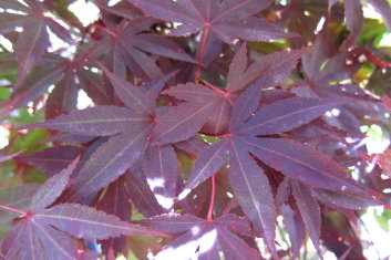 Acer palmatum Hefner's Red Select