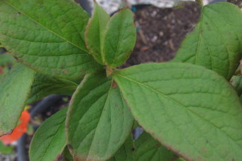 Stewartia koreana Lindstrom's Weeping