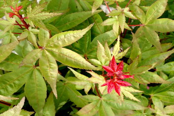 Acer palmatum Otaha