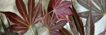 Acer palmatum Beni gaza