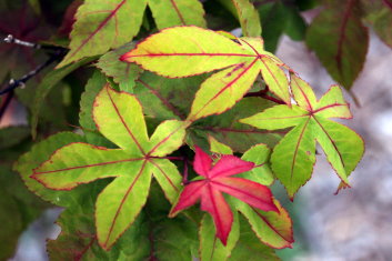 Acer palmatum Mon zukushi