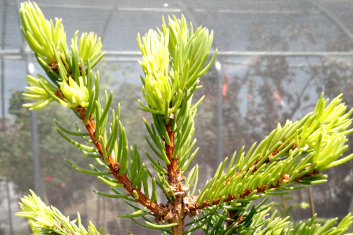 Picea abies Middle Finger