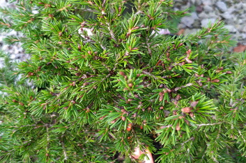 Picea orientalis Losely