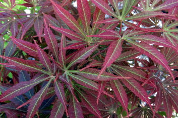 Acer palmatum Hessei