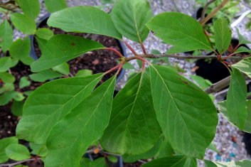 Nyssa sylvatica Tupelo Tower