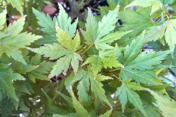 Acer palmatum Berry Dwarf