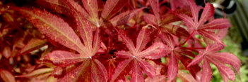 Acer palmatum Skeeter's Broom