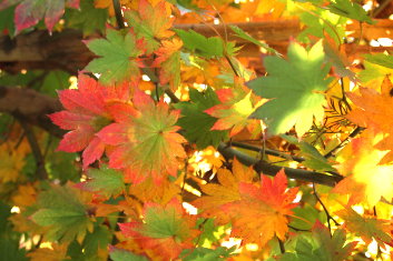 Acer pseudosieboldianum ssp Takesimense