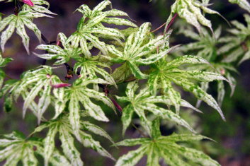 Acer palmatum Ukigumo