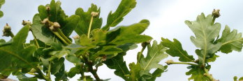 z Quercus robur Furst Schwarzenberg  (English Truffle Oak)