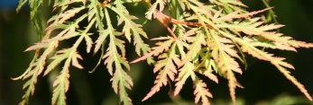 Acer palmatum Red Autumn Lace