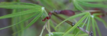 Acer palmatum Ao shime no uchi