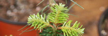 z Conifer Abies balsamea Verkades