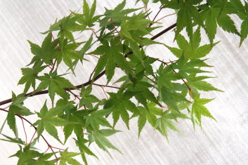 Acer palmatum Ryumon nishiki