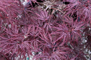 Acer palmatum Octopus