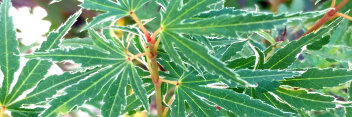 Acer palmatum Kara Ori Nishiki