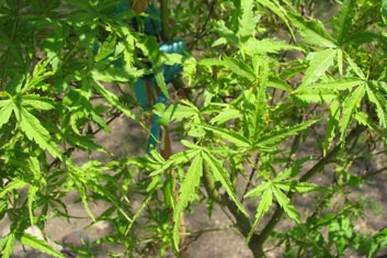 Acer palmatum Mama