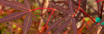 Acer palmatum Beni chaparrito