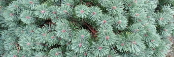 z Conifer Pinus mugo Sherwood Compact