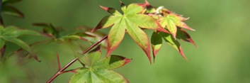 Acer palmatum Tsuma gaki