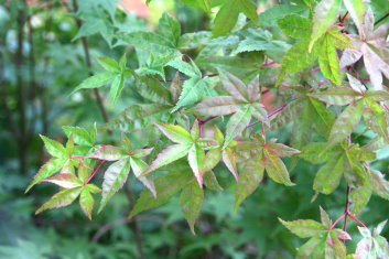 Acer palmatum Happy Corallinum