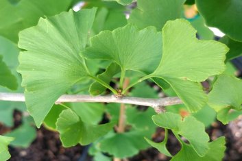 Ginkgo biloba Anny's Dwarf