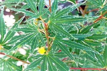 Acer palmatum Kara Ori Nishiki