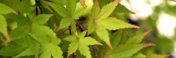 Acer palmatum Ryusei (See Ryusen)