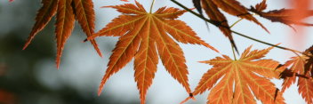 Acer palmatum Mirte