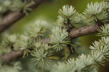 Cedrus atlantica Horstmann