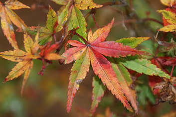 Acer palmatum Ueno Yama