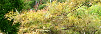 Acer palmatum Green River