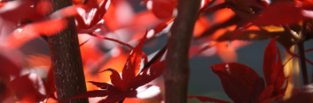 Acer palmatum Shojo nomura