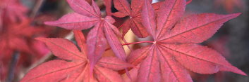 Acer palmatum Purple Ghost
