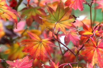 Acer palmatum Samidare