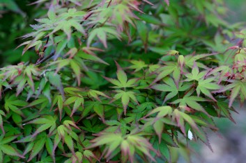 Acer palmatum Kiyohime