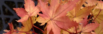 Acer palmatum Winter Flame
