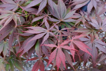 Acer palmatum Burgundy Lace