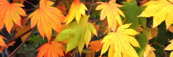 Acer palmatum Ever Autumn