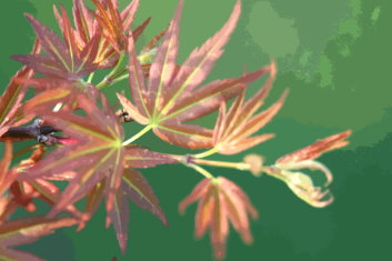 Acer palmatum Wilson's Pink Dwarf