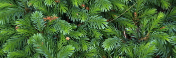 z Conifer Picea omorika Nana