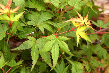 Acer palmatum Yuri hime