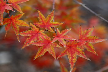 Acer palmatum Koshibori nishiki