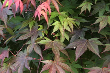 Acer palmatum Masu murasaki