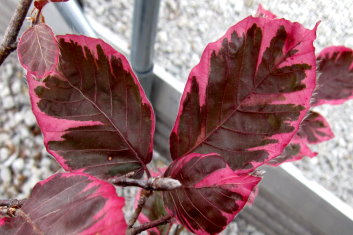 Fagus sylvatica Roseo marginata (Tri-color Beech)