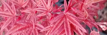 Acer palmatum Beni komachi