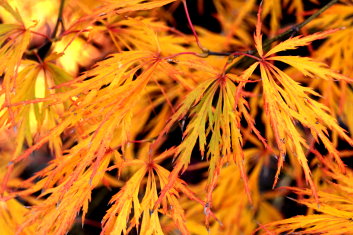 Acer palmatum Nancy's Legacy