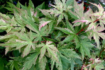 Acer palmatum Radiant