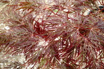 Acer palmatum Ruby Lace